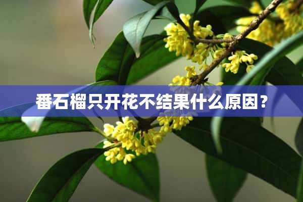 番石榴只开花不结果什么原因？