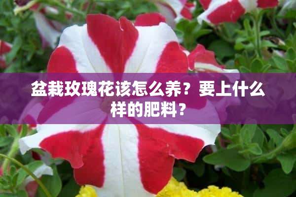 盆栽玫瑰花该怎么养？要上什么样的肥料？