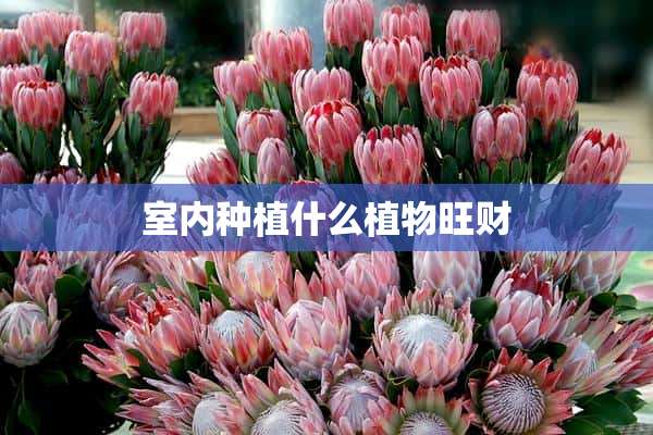 室内种植什么植物旺财