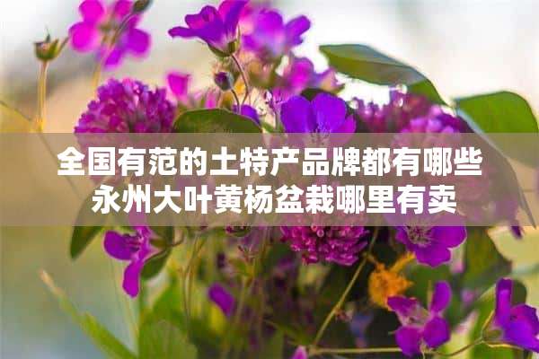 全国有范的土特产品牌都有哪些 永州大叶黄杨盆栽哪里有卖