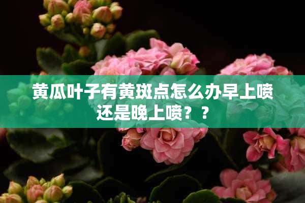 黄瓜叶子有黄斑点怎么办早上喷还是晚上喷？？