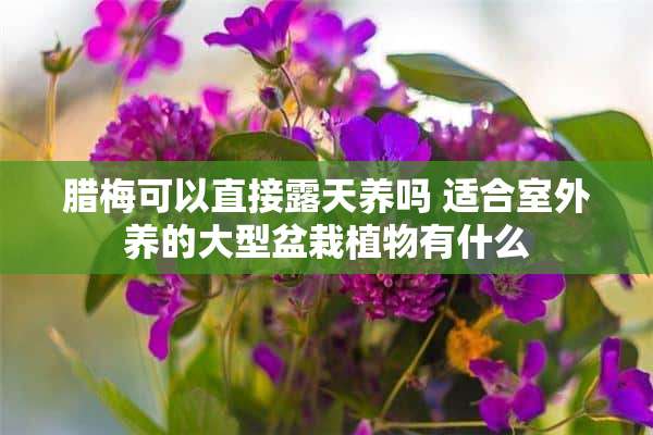 腊梅可以直接露天养吗 适合室外养的大型盆栽植物有什么