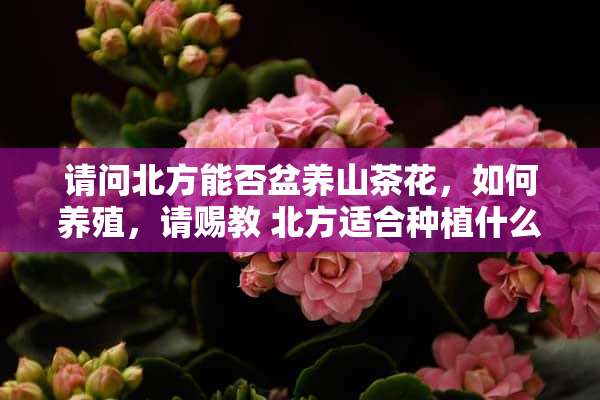 请问北方能否盆养山茶花，如何养殖，请赐教 北方适合种植什么草坪