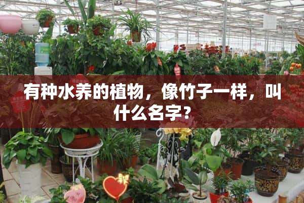 有种水养的植物，像竹子一样，叫什么名字？