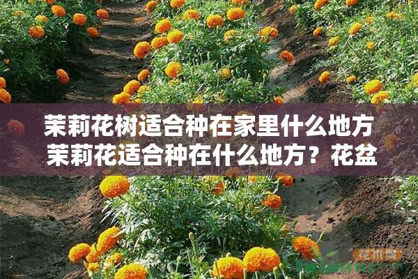 茉莉花树适合种在家里什么地方 茉莉花适合种在什么地方？花盆里可以吗