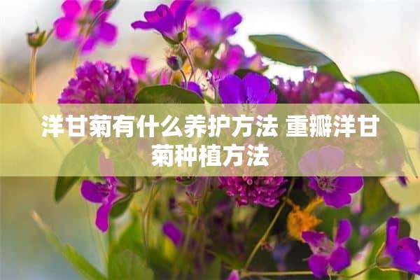 洋甘菊有什么养护方法 重瓣洋甘菊种植方法