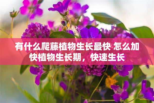 有什么爬藤植物生长最快 怎么加快植物生长期，快速生长