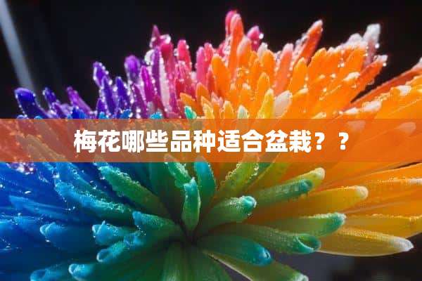 梅花哪些品种适合盆栽？？