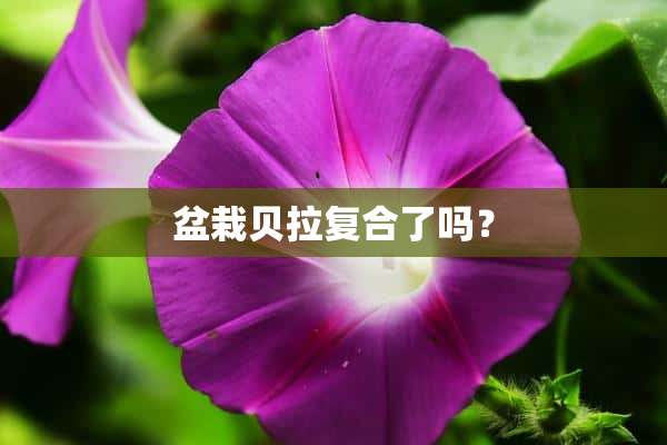 盆栽贝拉复合了吗？