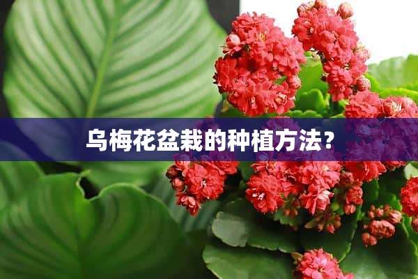 乌梅花盆栽的种植方法？