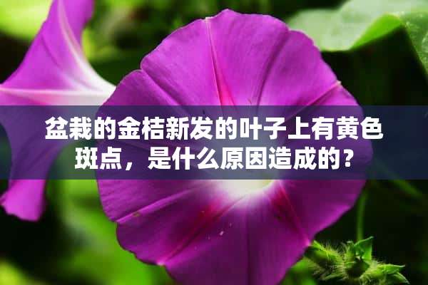 盆栽的金桔新发的叶子上有黄色斑点，是什么原因造成的？