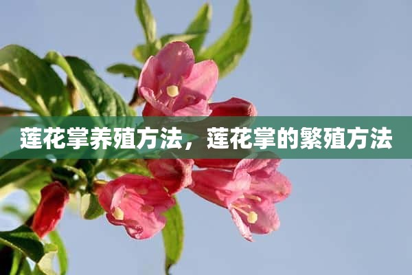 莲花掌养殖方法，莲花掌的繁殖方法