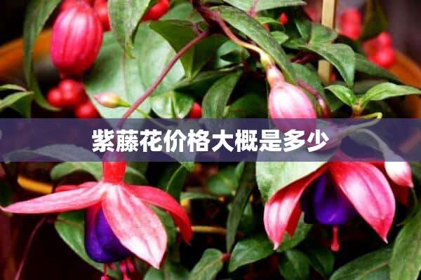 紫藤花价格大概是多少