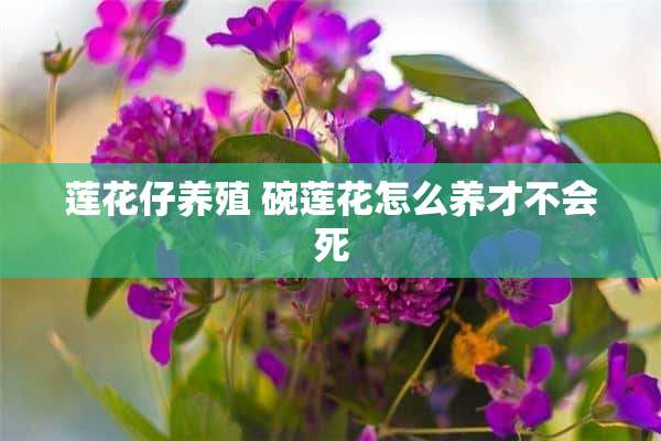 莲花仔养殖 碗莲花怎么养才不会死