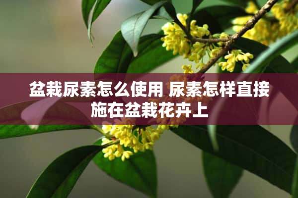 盆栽尿素怎么使用 尿素怎样直接施在盆栽花卉上