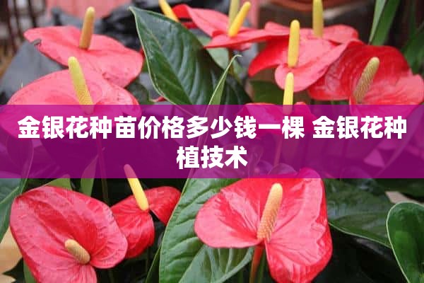 金银花种苗价格多少钱一棵 金银花种植技术