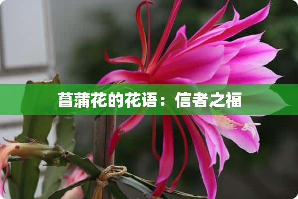 菖蒲花的花语：信者之福