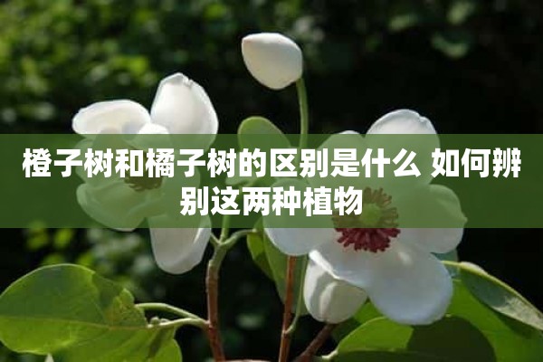 橙子树和橘子树的区别是什么 如何辨别这两种植物