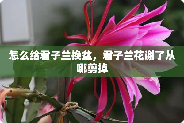 怎么给君子兰换盆，君子兰花谢了从哪剪掉