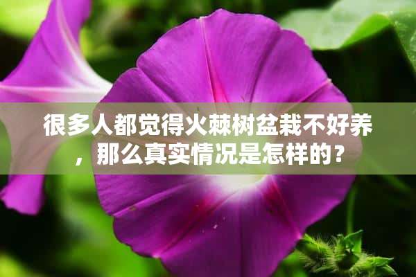 很多人都觉得火棘树盆栽不好养，那么真实情况是怎样的？