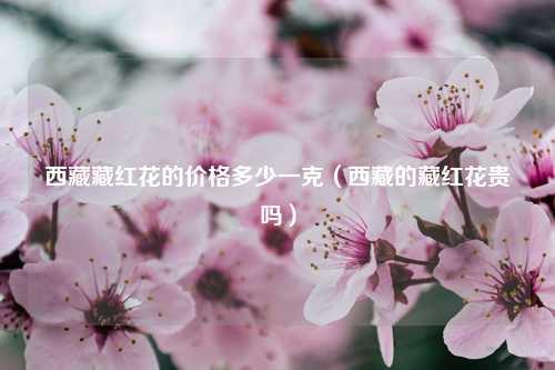 西藏藏红花的价格多少一克（西藏的藏红花贵吗）