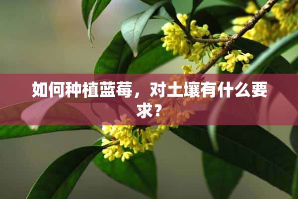 如何种植蓝莓，对土壤有什么要求？