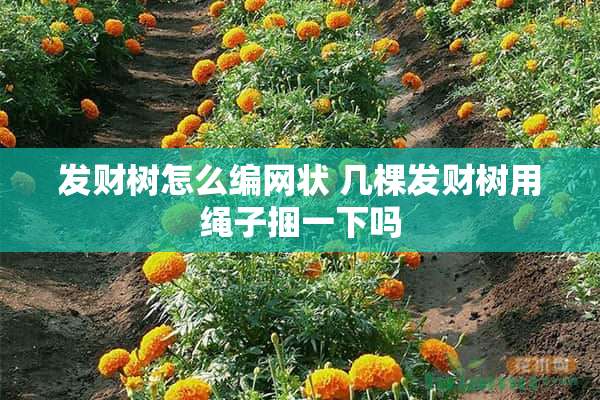 发财树怎么编网状 几棵发财树用绳子捆一下吗