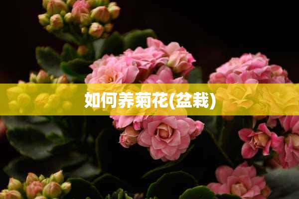 如何养菊花(盆栽)