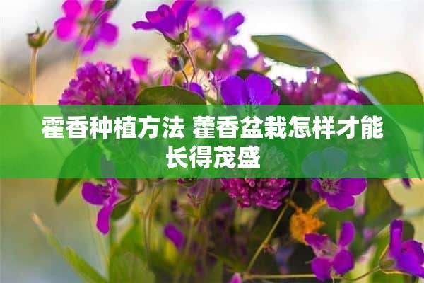 霍香种植方法 藿香盆栽怎样才能长得茂盛