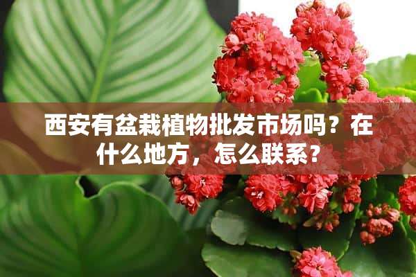 西安有盆栽植物批发市场吗？在什么地方，怎么联系？