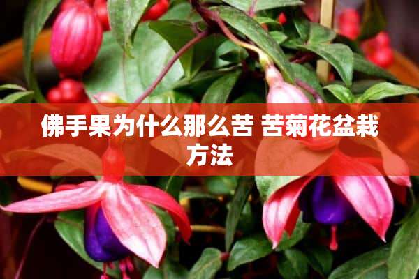 佛手果为什么那么苦 苦菊花盆栽方法