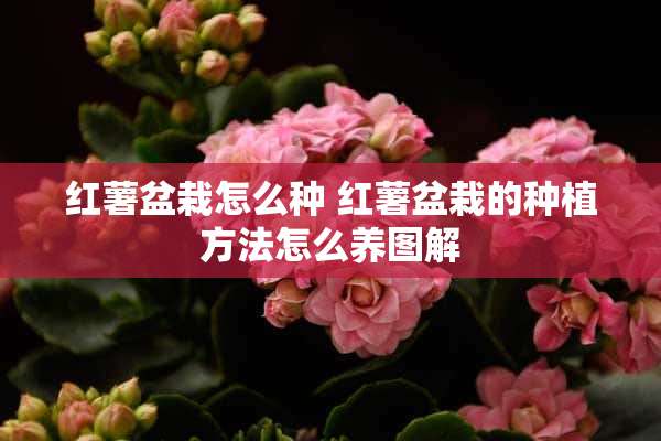 红薯盆栽怎么种 红薯盆栽的种植方法怎么养图解