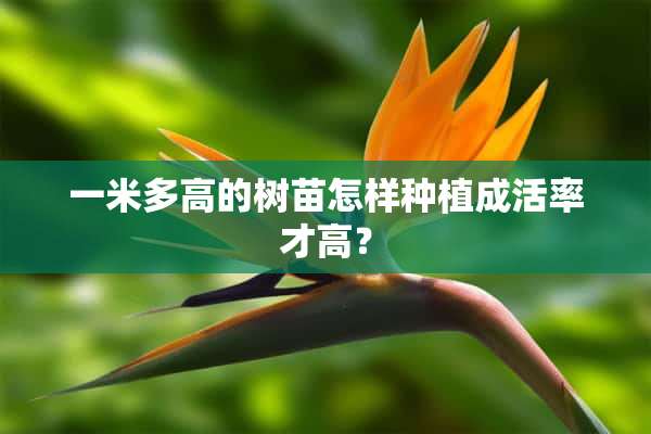 一米多高的树苗怎样种植成活率才高？