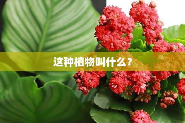 这种植物叫什么？