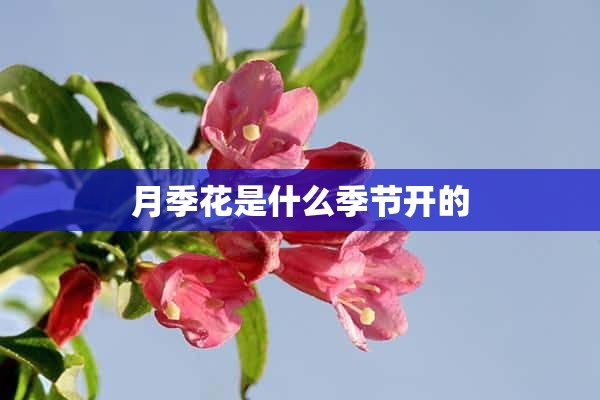 月季花是什么季节开的