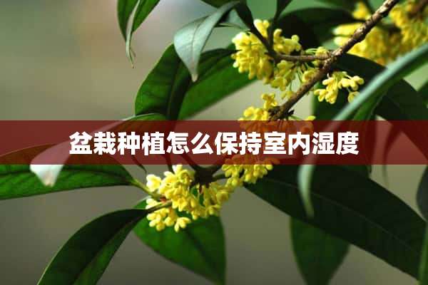 盆栽种植怎么保持室内湿度