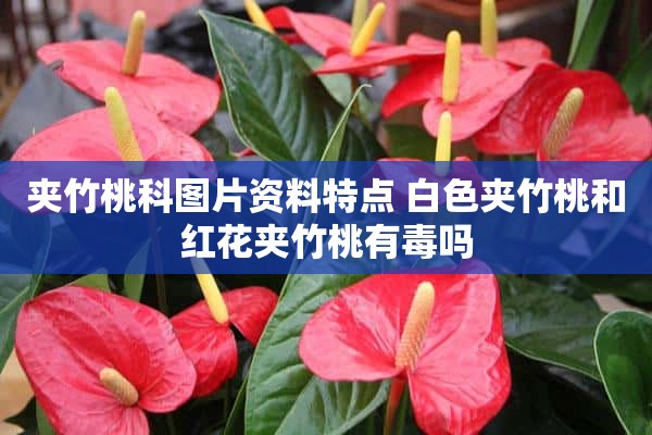 夹竹桃科图片资料特点 白色夹竹桃和红花夹竹桃有毒吗