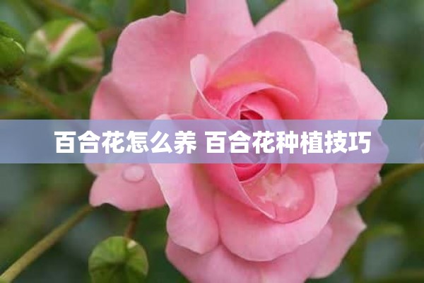 百合花怎么养 百合花种植技巧