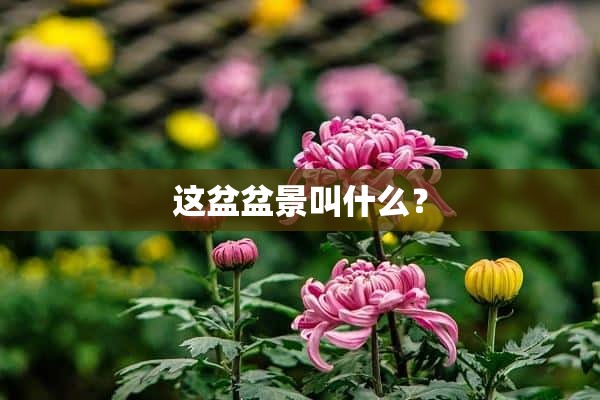 这盆盆景叫什么？