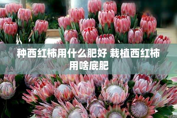 种西红柿用什么肥好 栽植西红柿用啥底肥