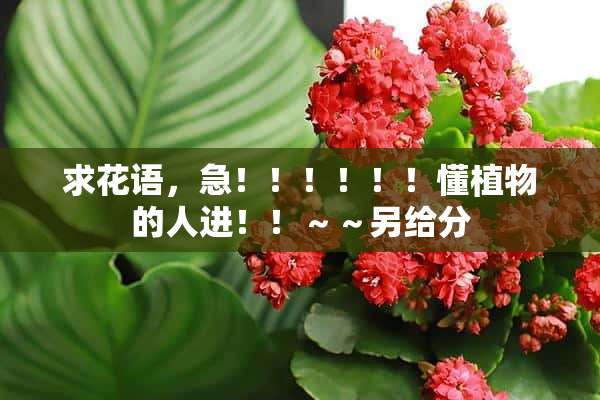 求花语，急！！！！！！懂植物的人进！！～～另给分