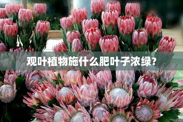 观叶植物施什么肥叶子浓绿？