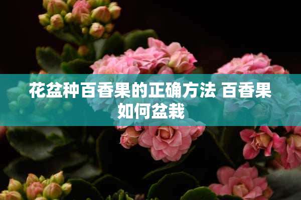 花盆种百香果的正确方法 百香果如何盆栽