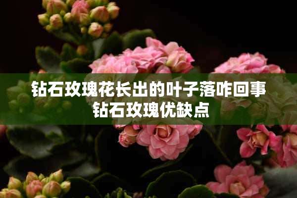 钻石玫瑰花长出的叶子落咋回事 钻石玫瑰优缺点