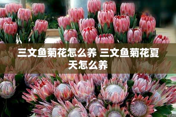 三文鱼菊花怎么养 三文鱼菊花夏天怎么养