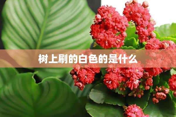 树上刷的白色的是什么