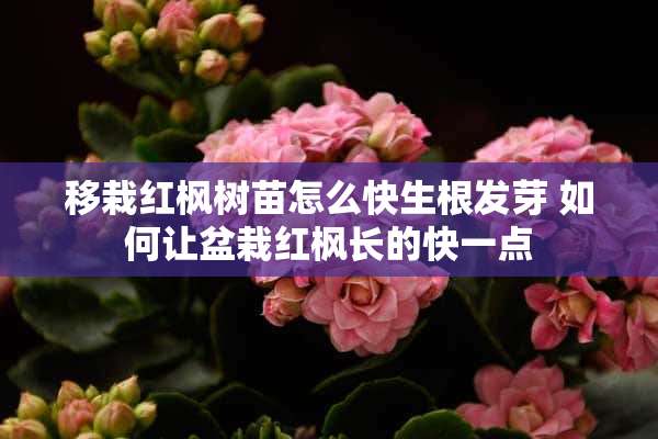 移栽红枫树苗怎么快生根发芽 如何让盆栽红枫长的快一点