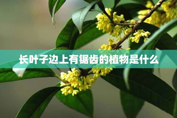 长叶子边上有锯齿的植物是什么