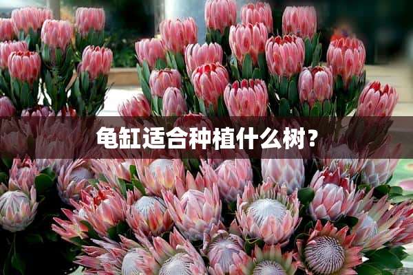 龟缸适合种植什么树？