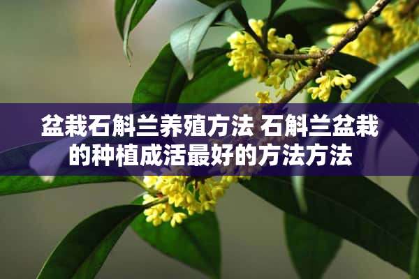 盆栽石斛兰养殖方法 石斛兰盆栽的种植成活最好的方法方法